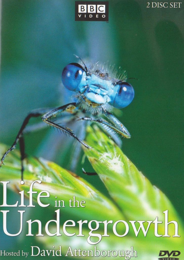 Life in the Undergrowth