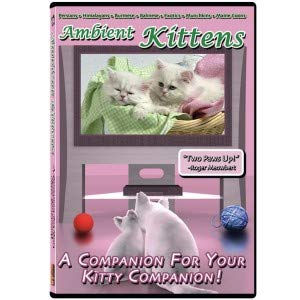 Ambient Kittens: A Companion For Your Kitty Companion